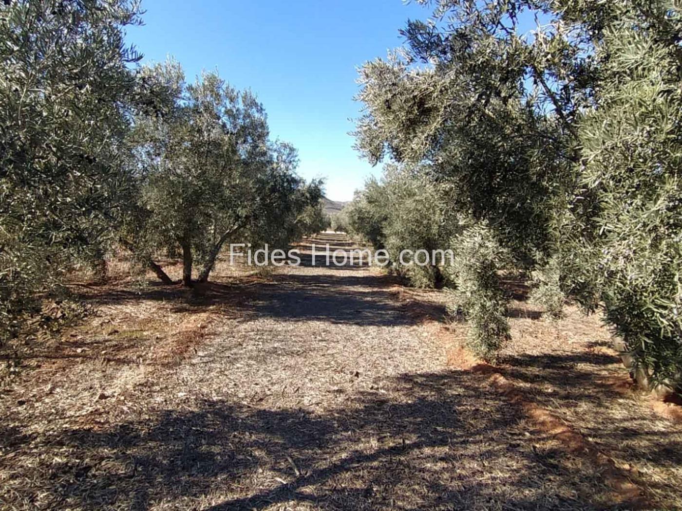 Great olive grove in Cozvíjar in Cozvijar