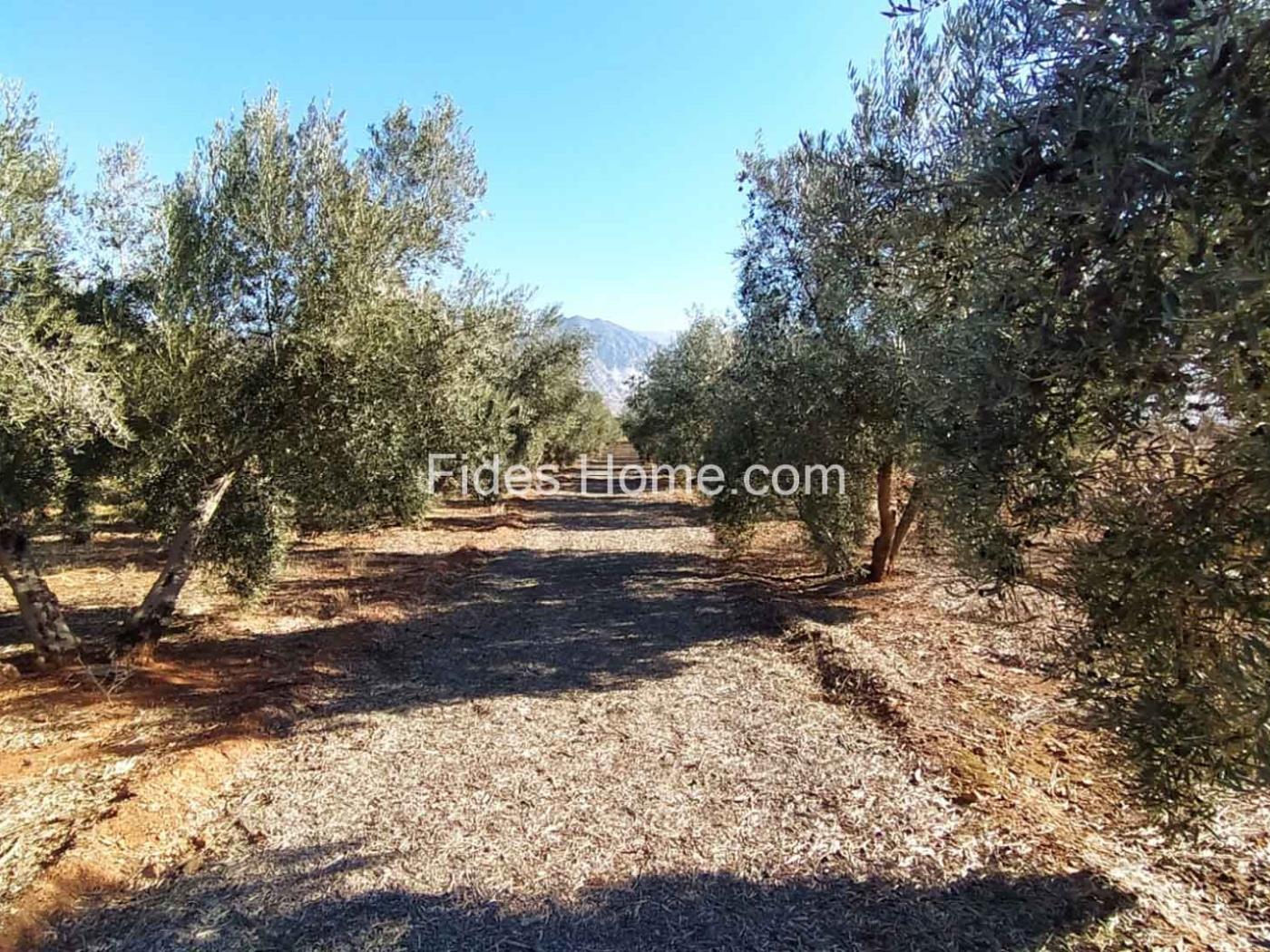 Geweldige olijfboomgaard in Dúrcal. .en Cozvijar