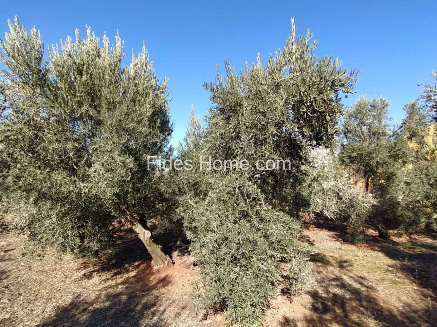 Great olive grove in Cozvíjar in Cozvijar