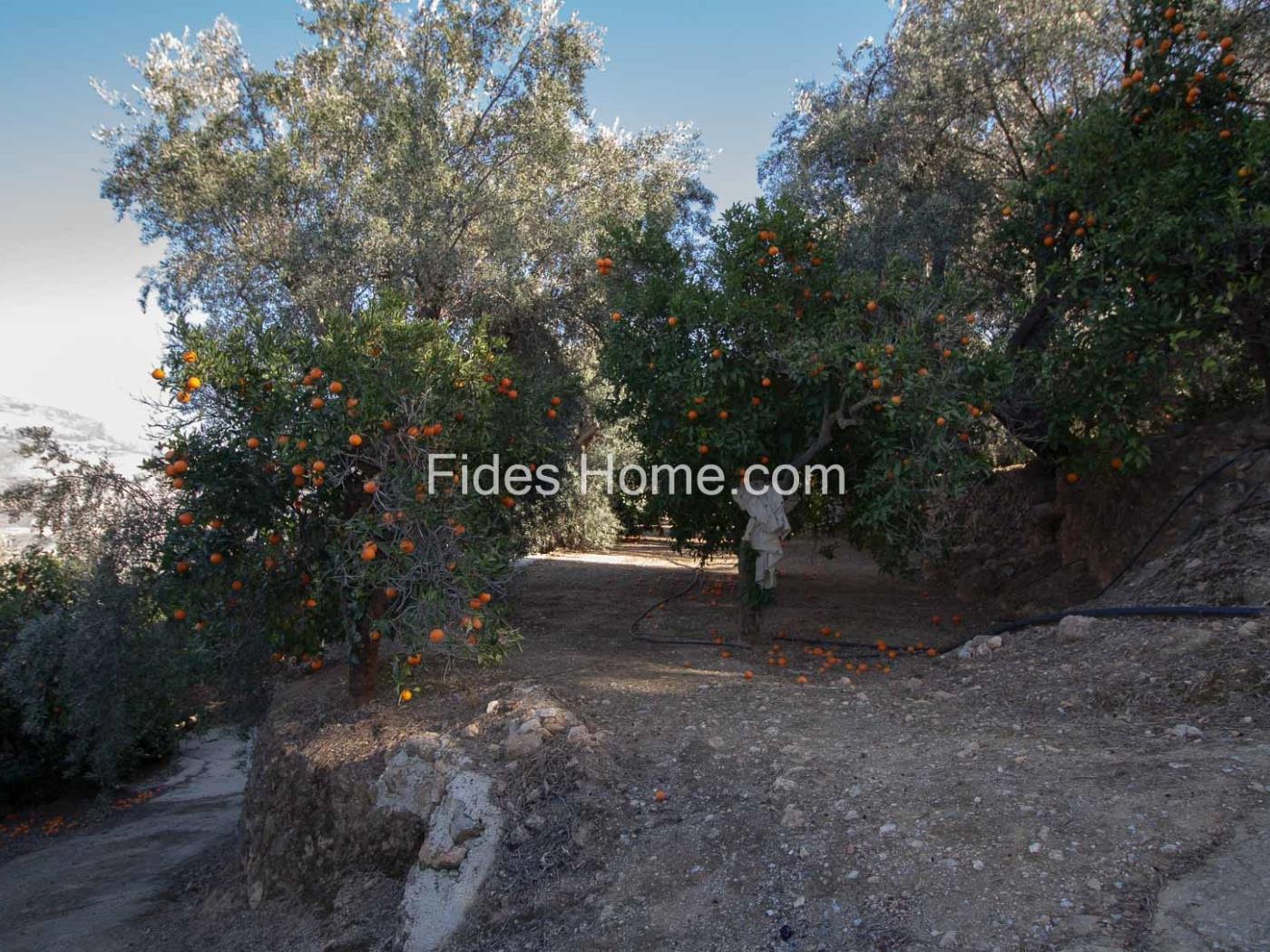 Domaine d'oliviers et d'orangers avec un bon accès et une vue imprenable à Pinos à Pinos del Valle