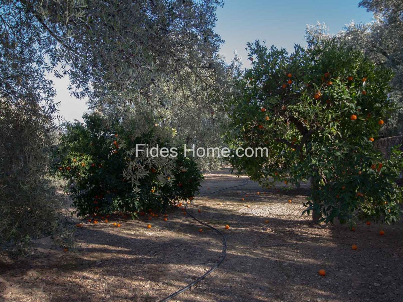 Olijf- en sinaasappelboomgaard met goede toegang en uitzicht. .en Pinos del Valle