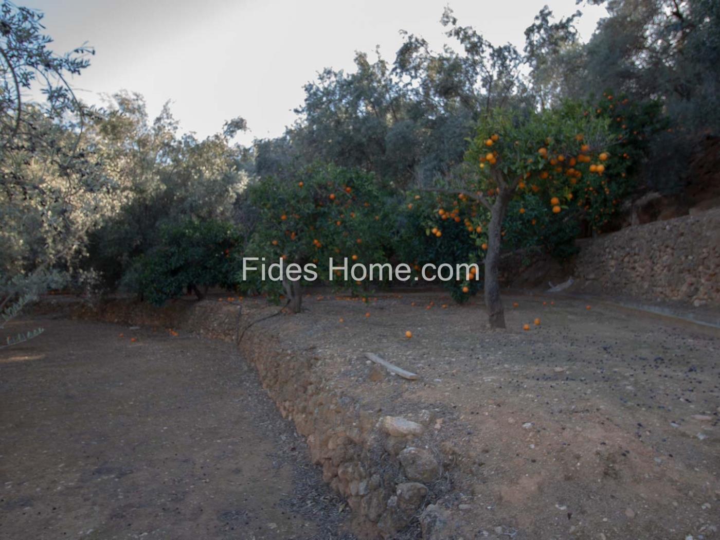 Finca de olivos y naranjos con buen acceso y mejores vistas en Pinos del Valle en Pinos del Valle