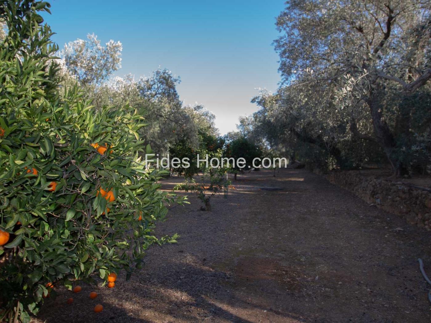 Olive and orange grove with good access and stunning views in Pinos del Valle. in Pinos del Valle