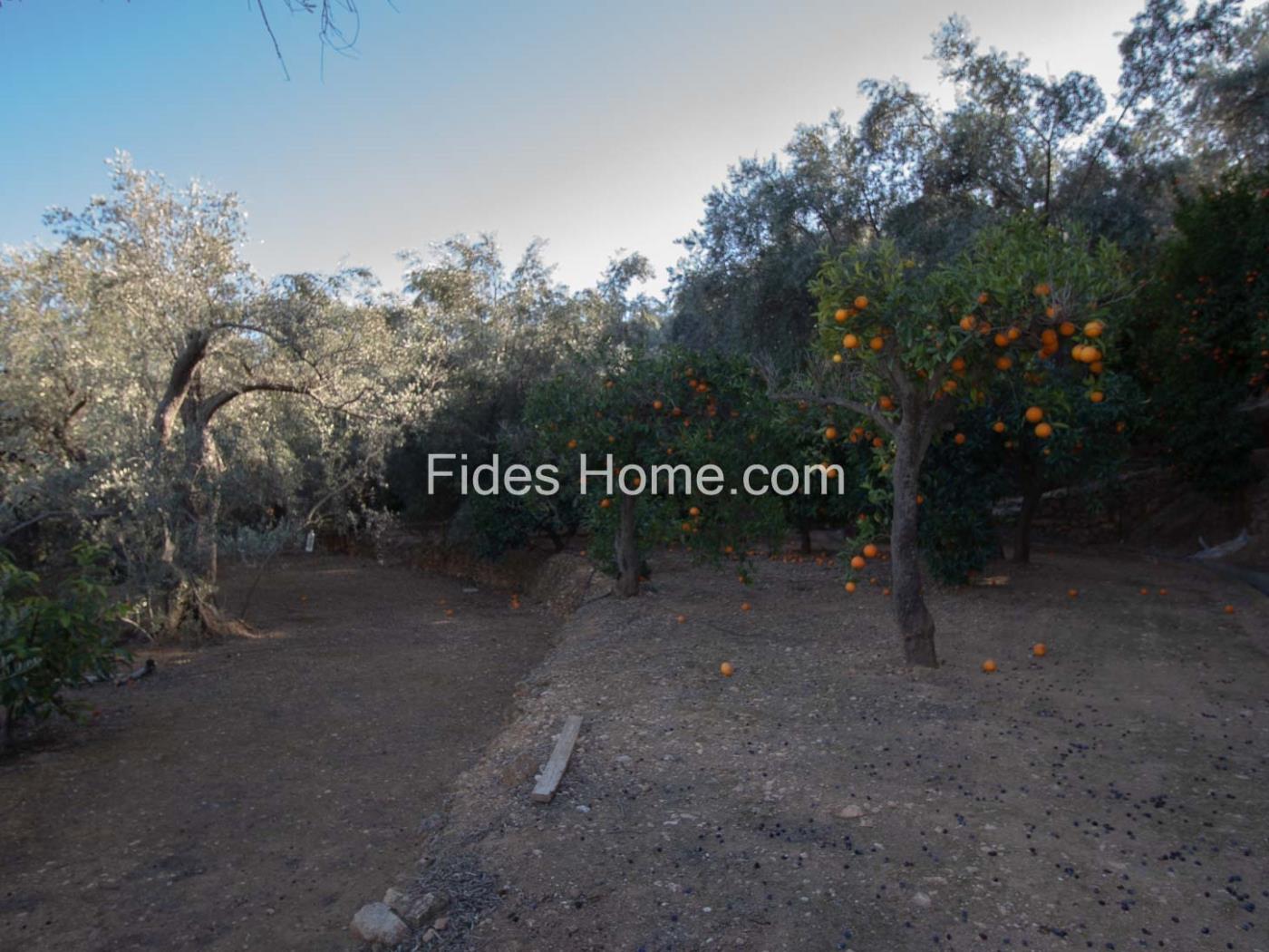 Grundstück mit Oliven- und Orangenbäumen, gut erreichbar und mit Aussicht. in Pinos del Valle
