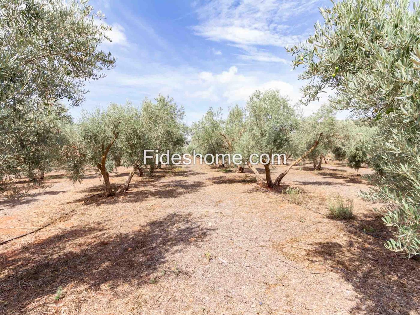 Beautiful country house with 4 bedrooms, pool, and olive grove in Dúrcal. in Dúrcal