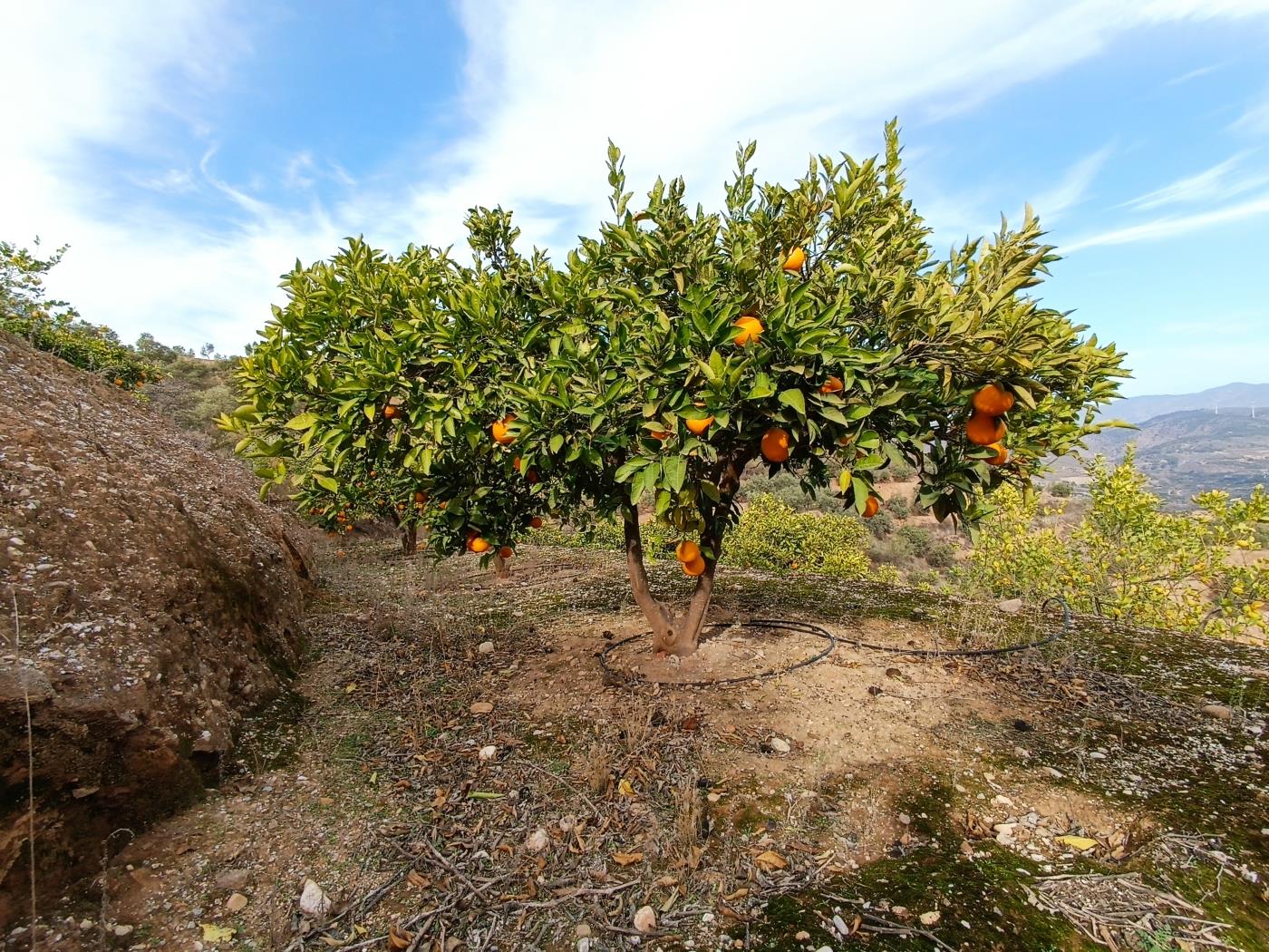 Orange grove with a small tool shed, irrigation pond, and views. in Restábal