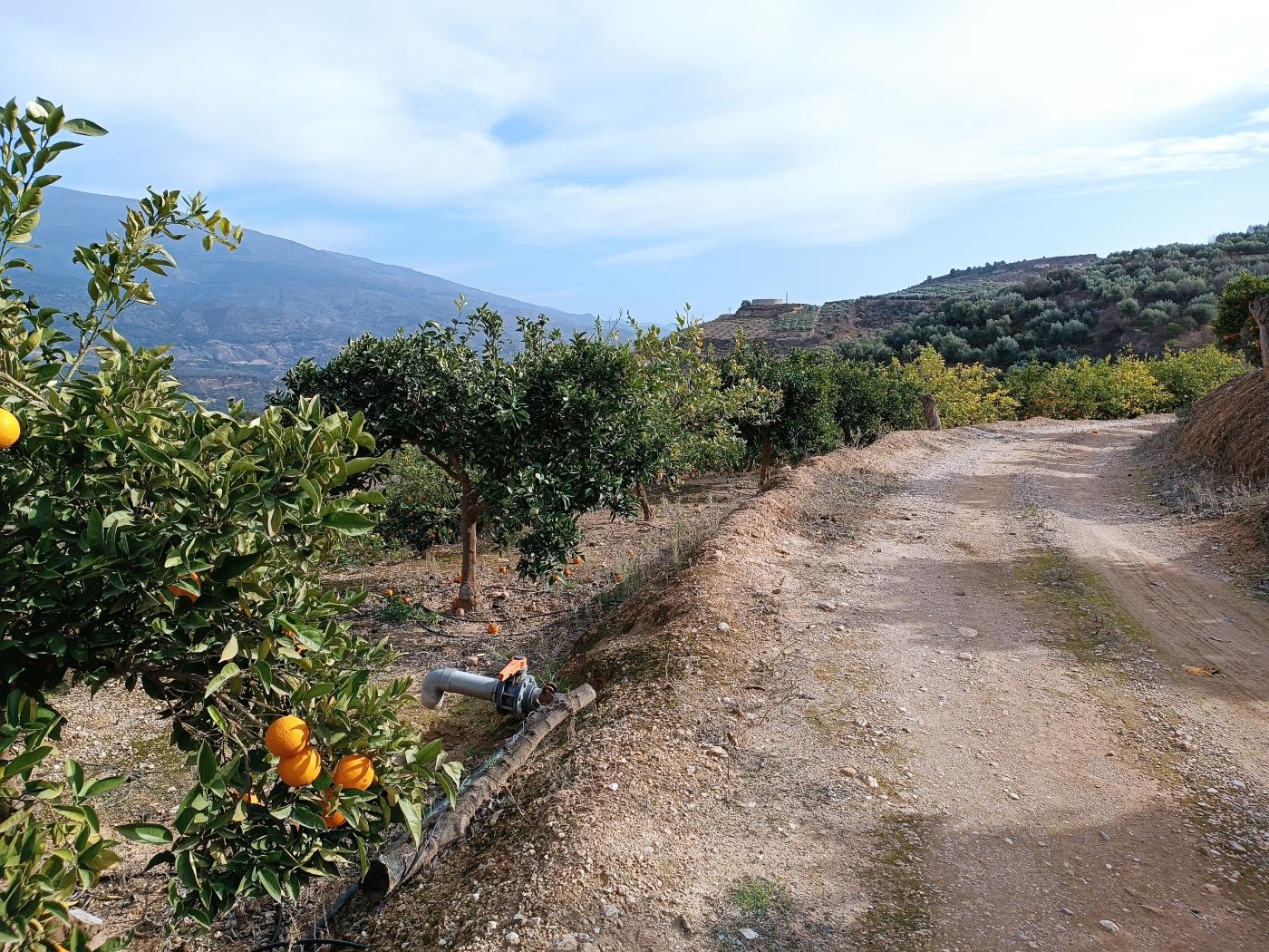 Verger d'orangers avec petite remise, étang d'irrigation et vue. à Restábal