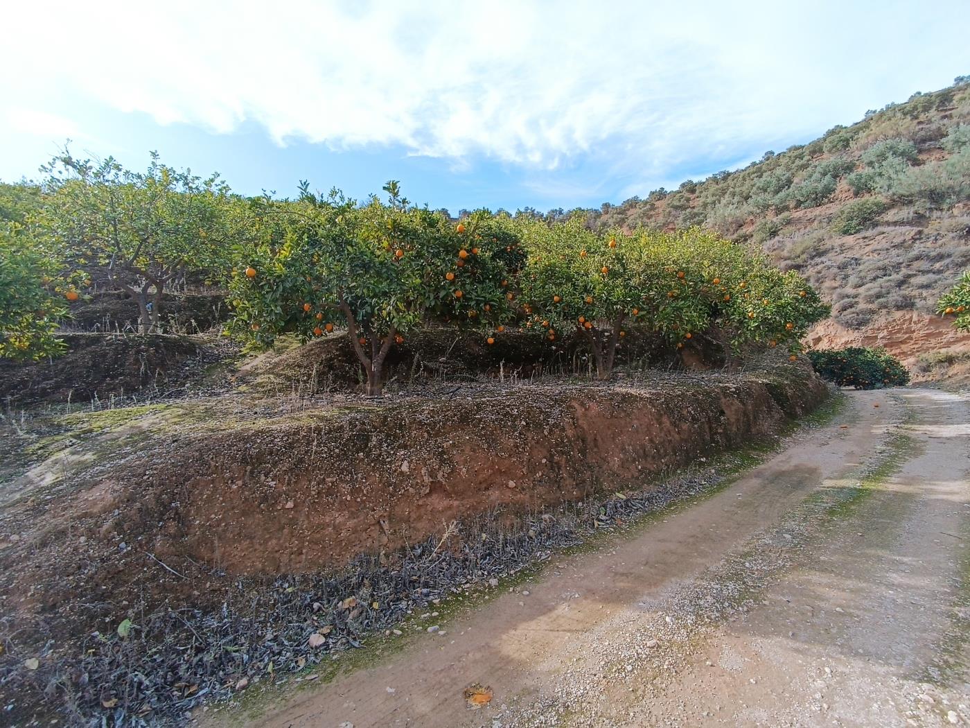 Finca de naranjos con pequeña nave de aperos, estanque de riego y vistas en Restábal