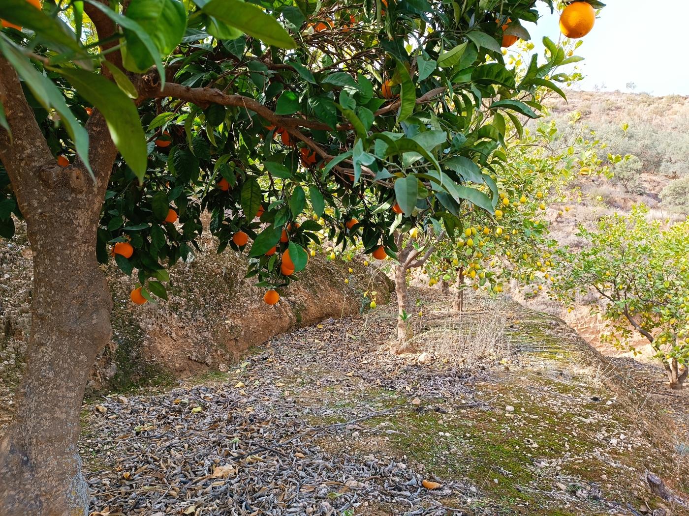 Sinaasappelboomgaard met een kleine gereedschapsschuur, irrigatievijver en uitzi .en Restábal