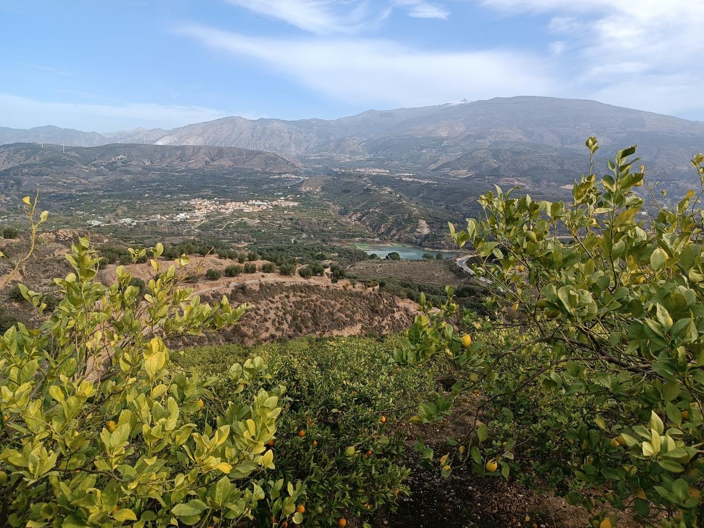 Orange grove with a small tool shed, irrigation pond, and views. in Restábal