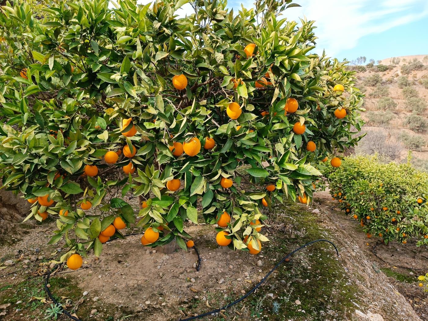 Sinaasappelboomgaard met een kleine gereedschapsschuur, irrigatievijver en uitzi .en Restábal