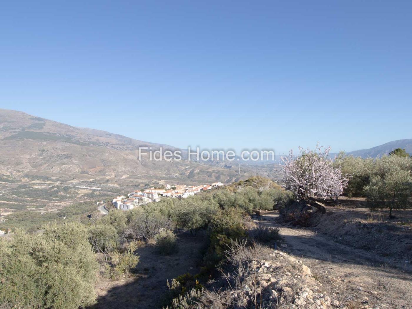 Groot olijfgoed in Pinos del Valle. .en Pinos del Valle