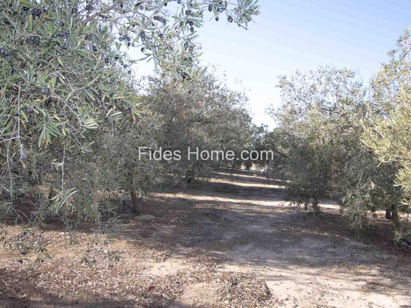 Grande propriété d'oliviers à Pinos del Valle. à Pinos del Valle