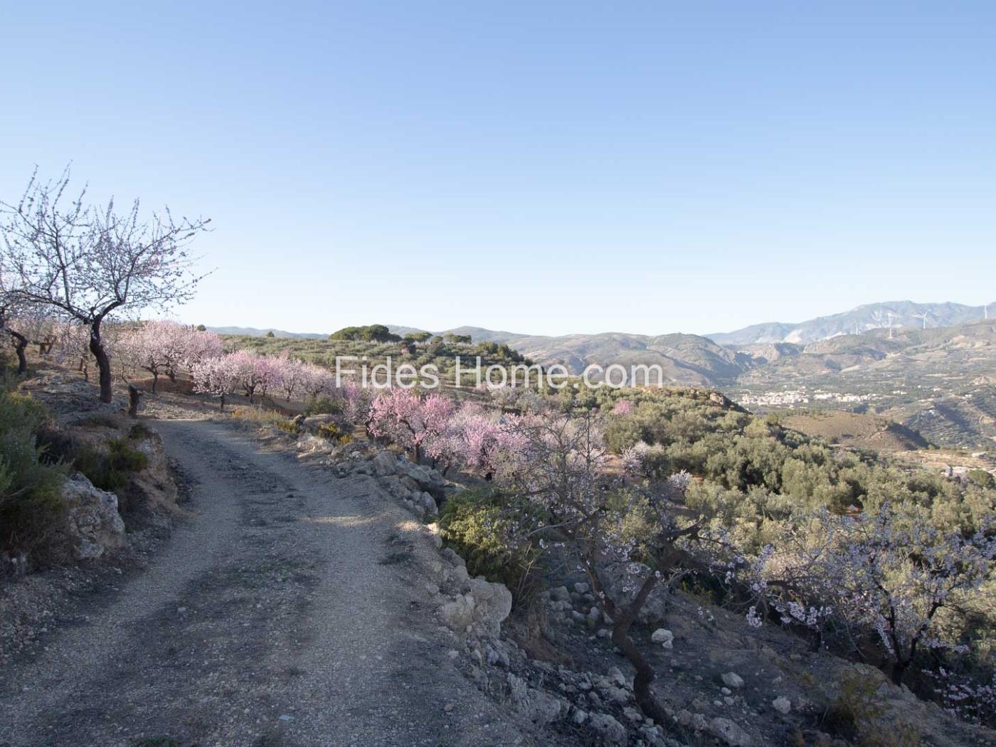 Grande propriété d'oliviers à Pinos del Valle. à Pinos del Valle