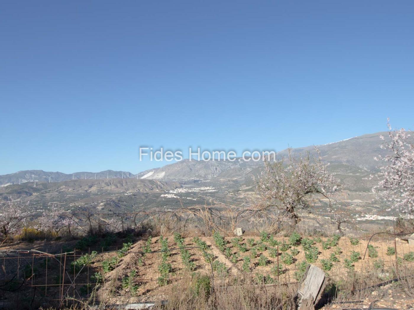 Groot olijfgoed in Pinos del Valle. .en Pinos del Valle