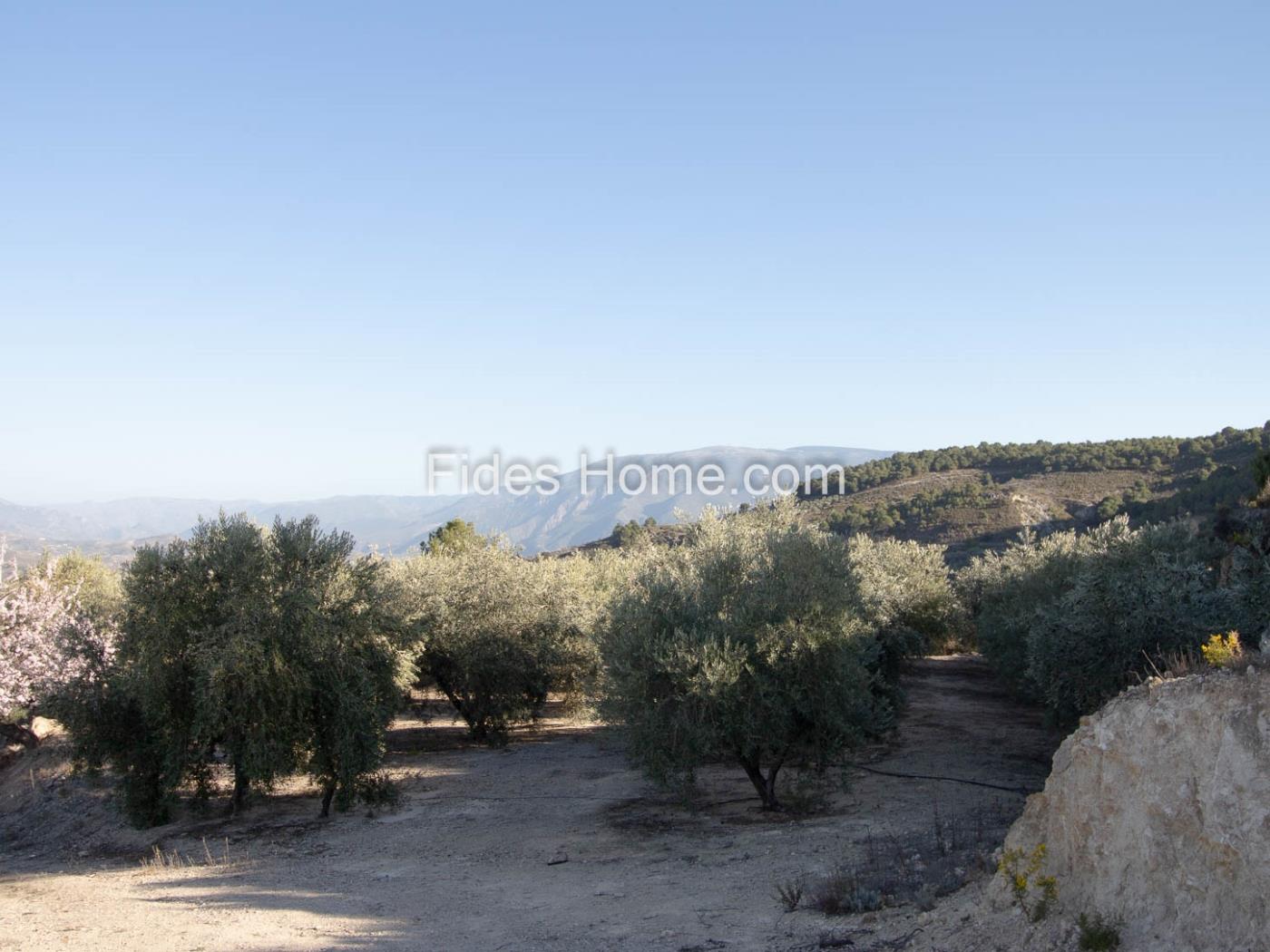 Large olive estate in Pinos del Valle. in Pinos del Valle