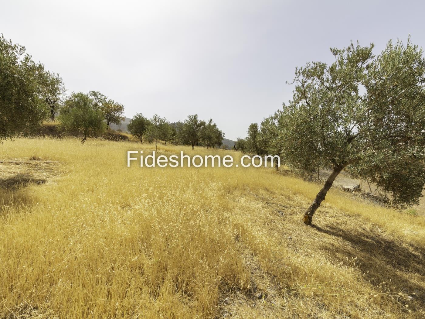 Country house with olive orchard and magnificent views in Nigüelas in Nigüelas