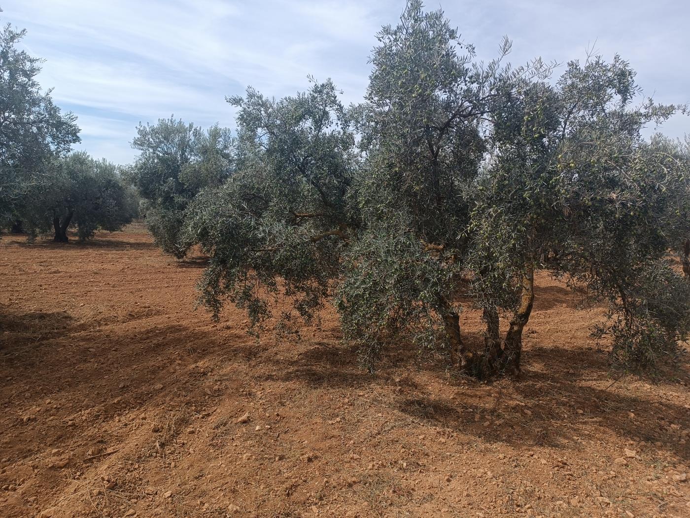 6000 m2 estate with olive trees, with the possibility of a tool shed in Dúrcal. in Dúrcal