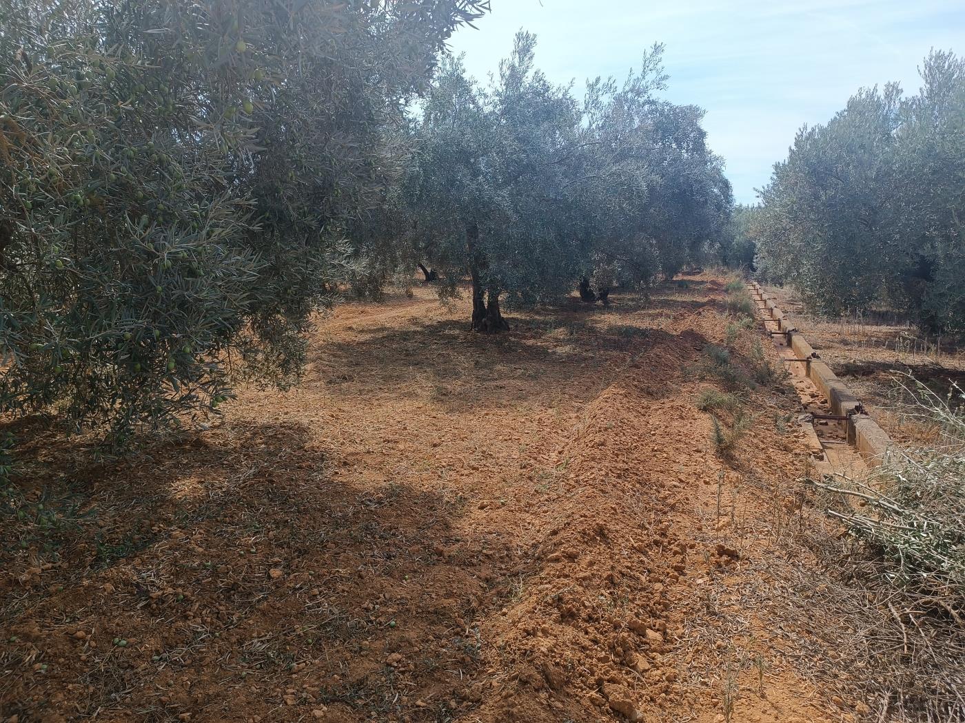 6000 m2 Grundstück mit Olivenbäumen, mit der Möglichkeit einer Gerätescheune in in Dúrcal