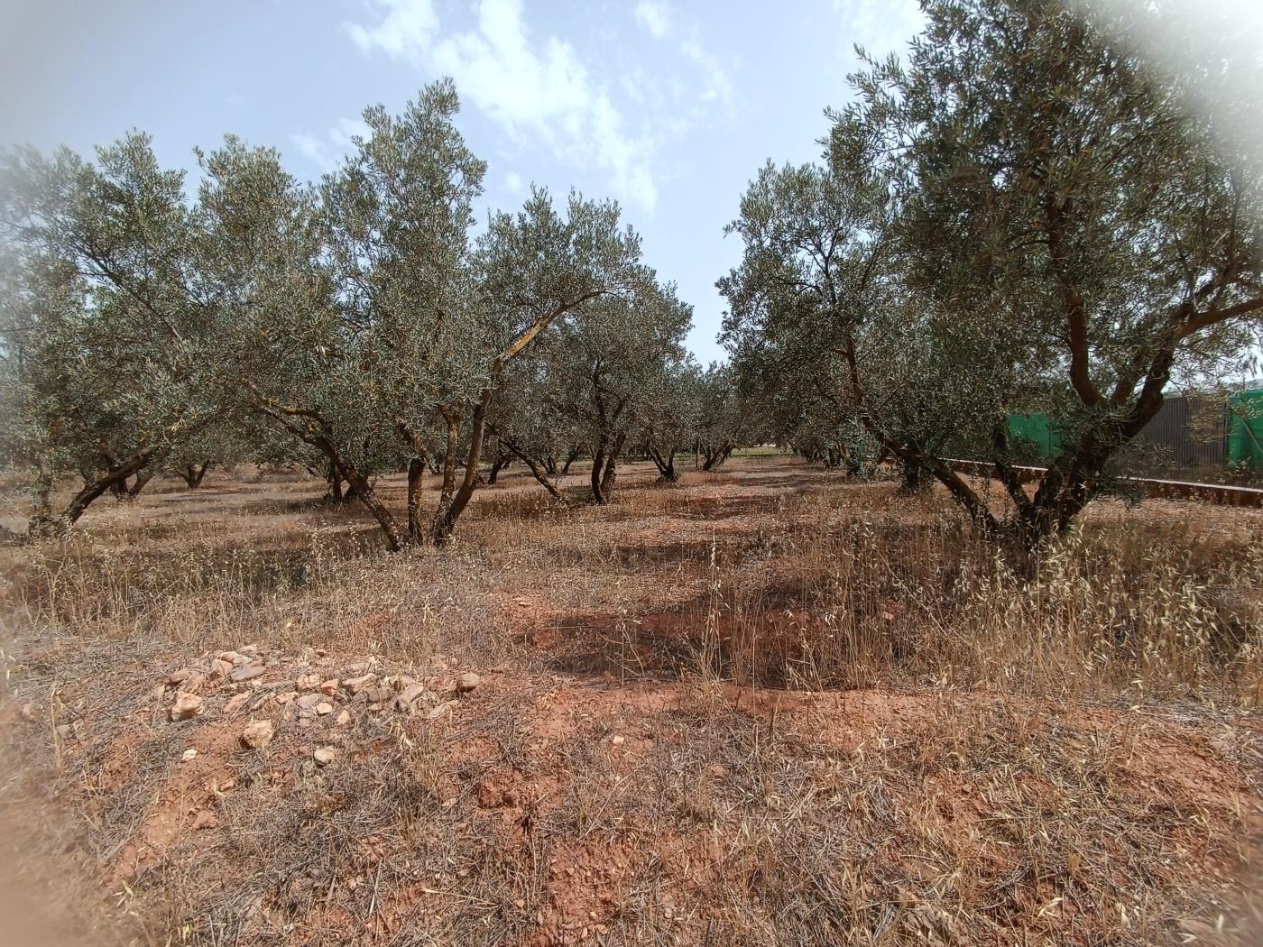 Domaine d'oliviers de 1783 m2 à Marchena-Cozvíjar. à Cozvijar