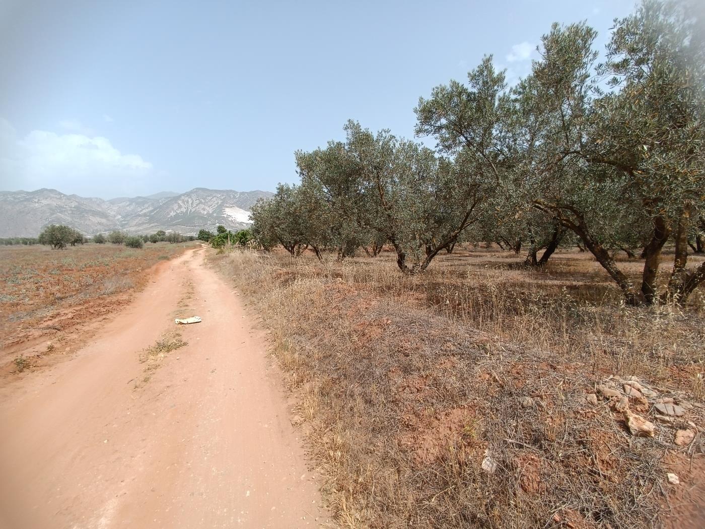 Domaine d'oliviers de 1783 m2 à Marchena-Cozvíjar. à Cozvijar