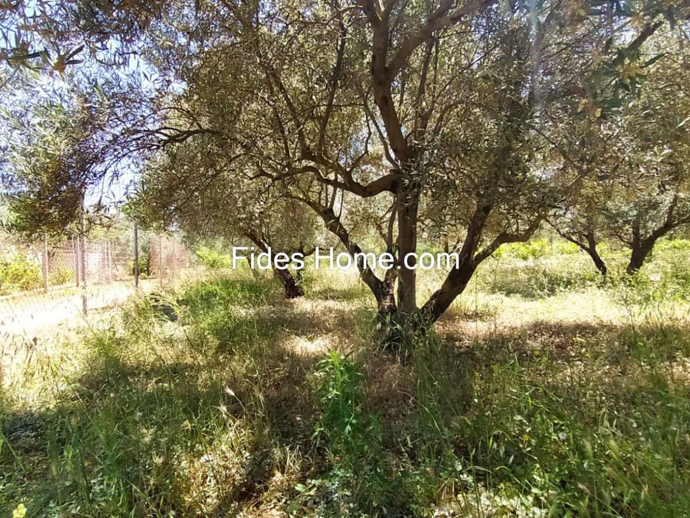 Domaine d'oliviers de 4200 m2 à Marchena-Dúrcal. à Dúrcal