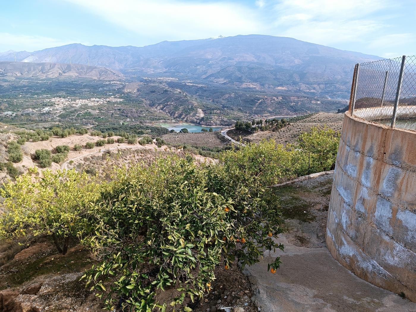 Orange grove with a small toolshed in Restábal