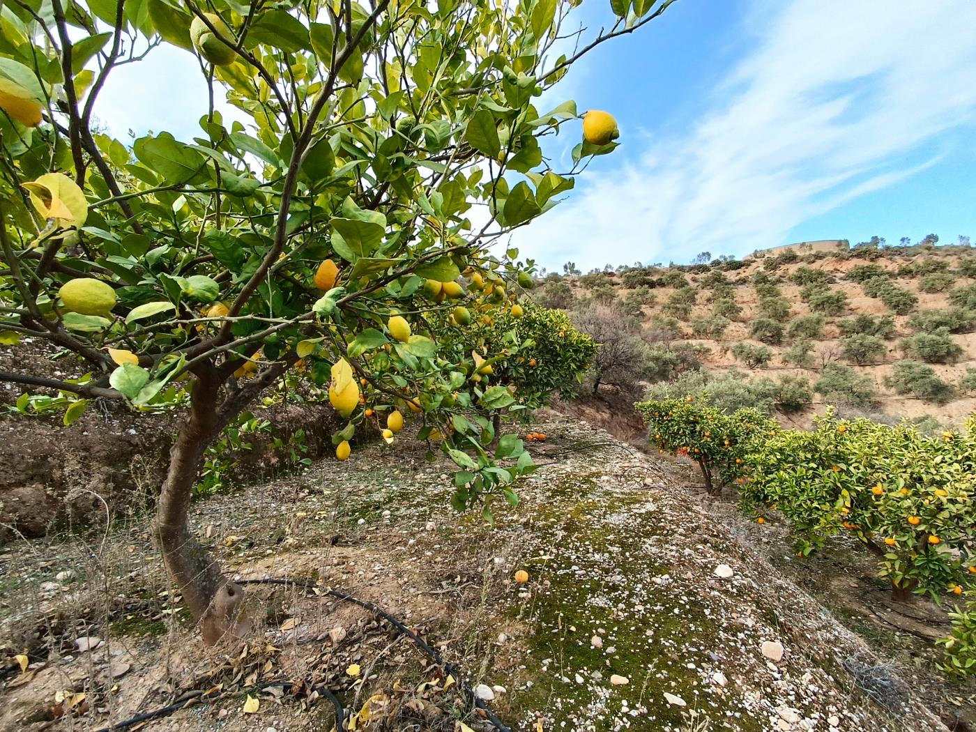 Orange grove with a small toolshed in Restábal