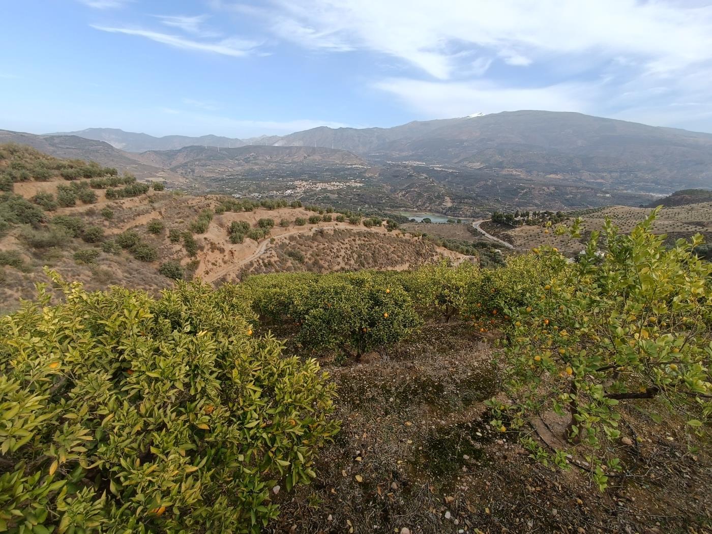 Orangenplantage mit kleiner Geräteschuppen in Restábal