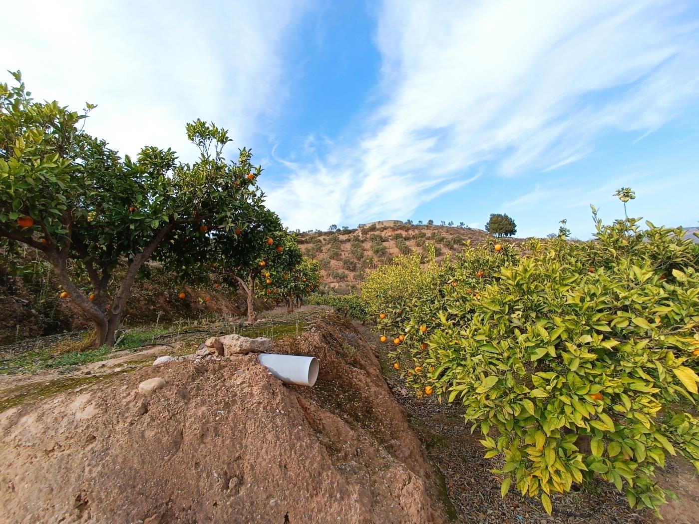 Orange grove with a small toolshed in Restábal