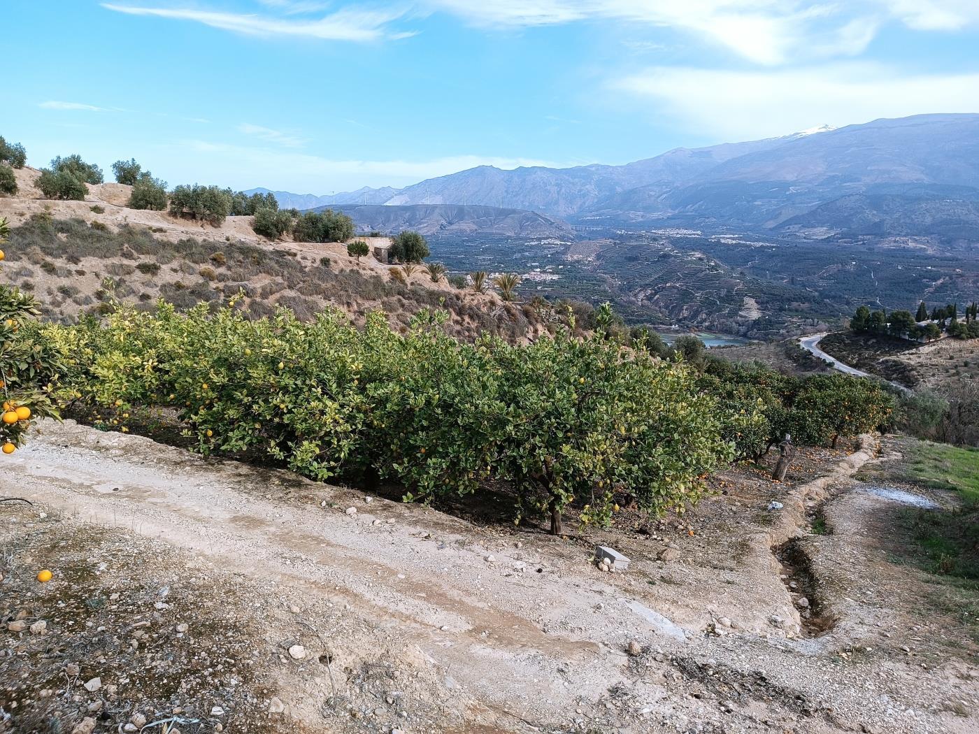 Orange grove with a small toolshed in Restábal