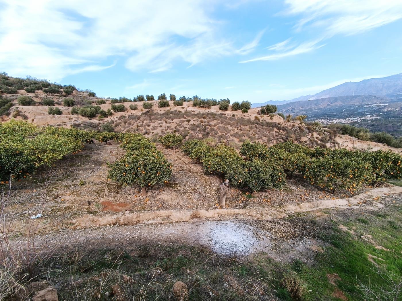 Orangenplantage mit kleiner Geräteschuppen in Restábal