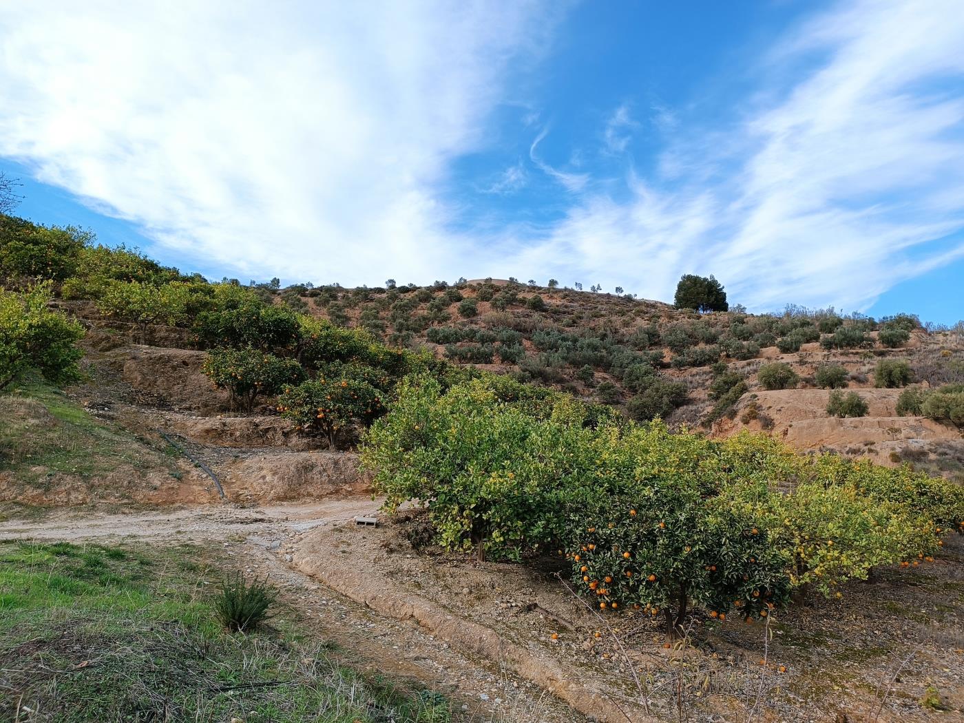 Orange grove with a small toolshed in Restábal