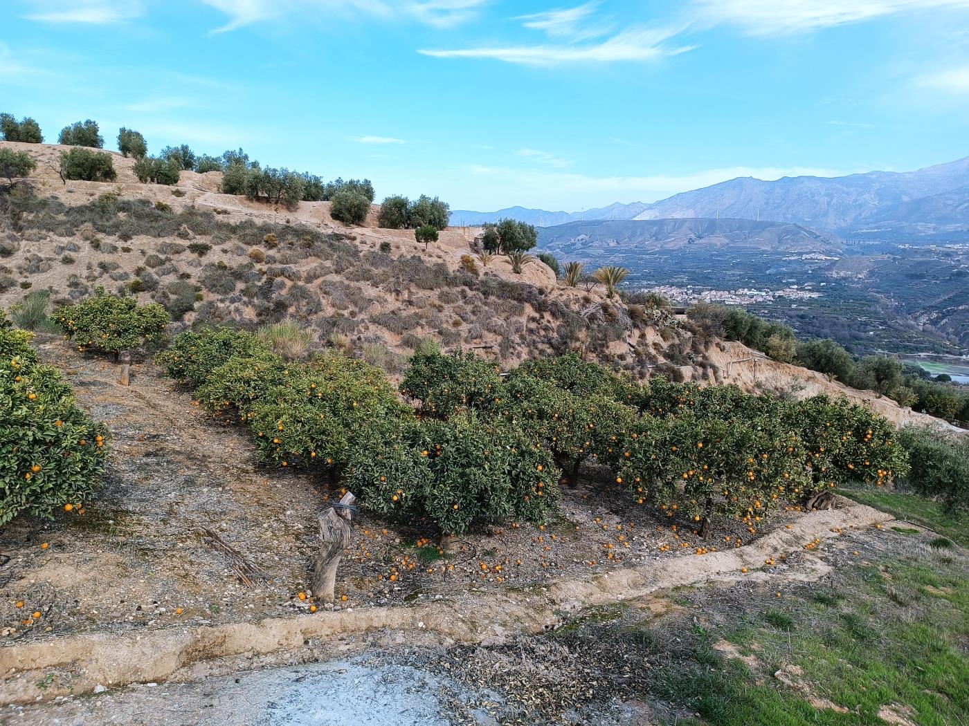 Orange grove with a small toolshed in Restábal