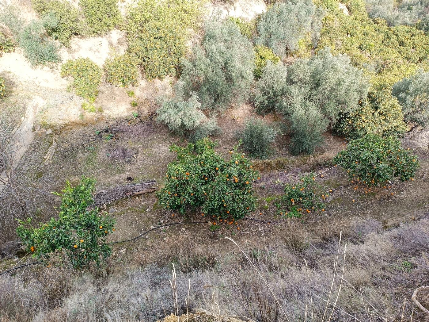 Orange grove with a small toolshed in Restábal