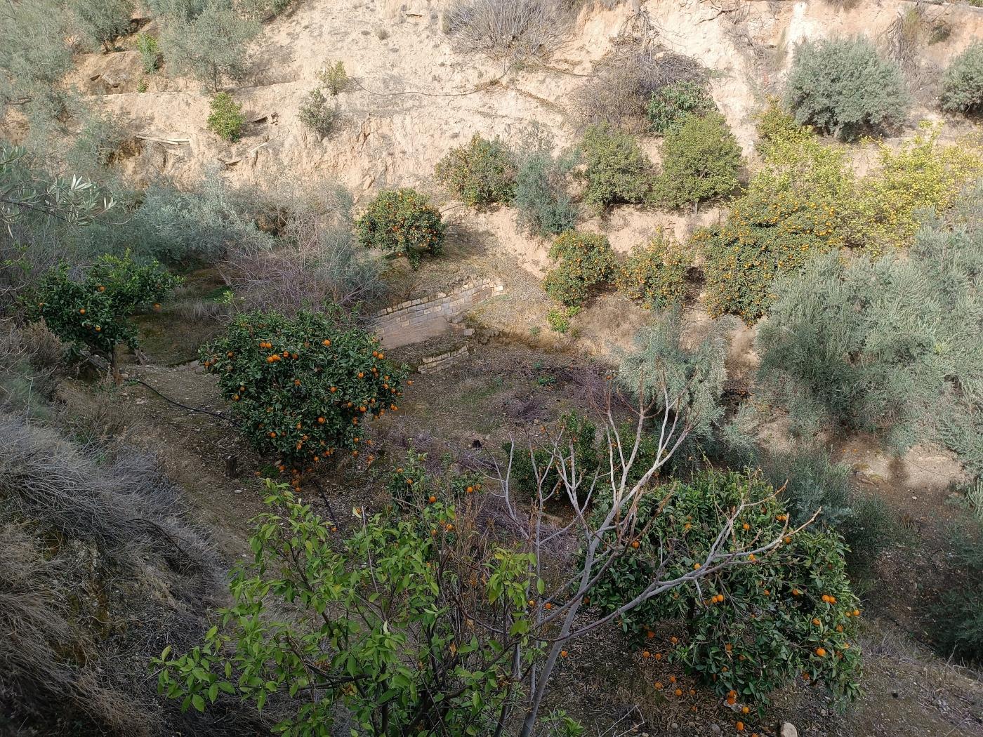 Orangenplantage mit kleiner Geräteschuppen in Restábal