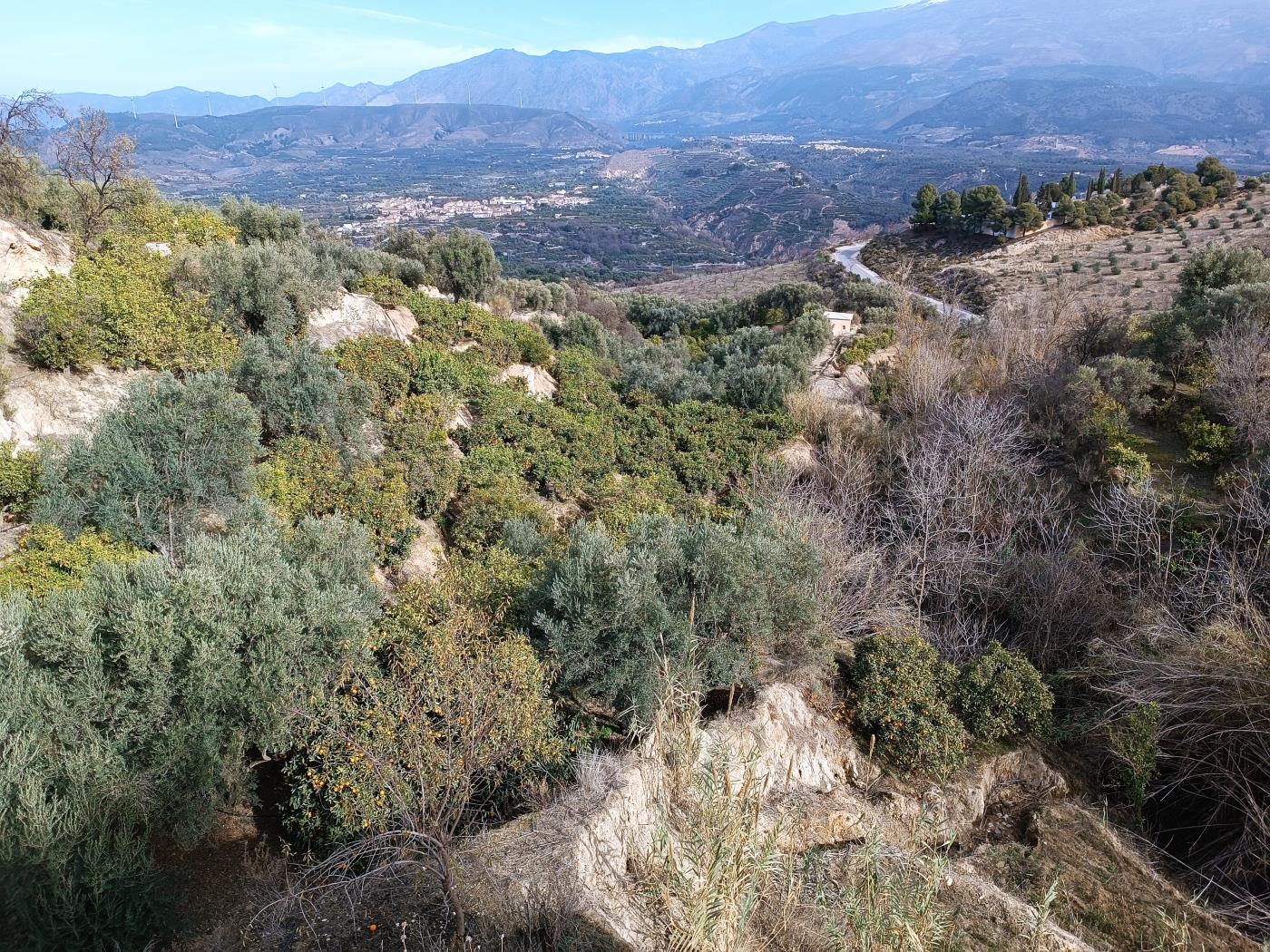 Orange grove with a small toolshed in Restábal