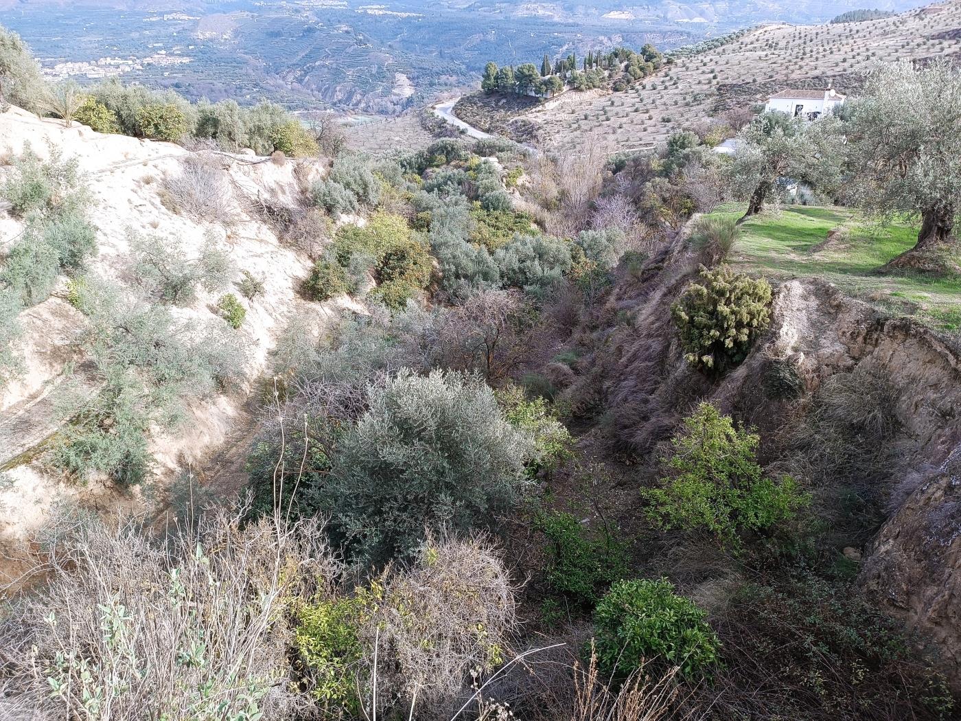 Orangenplantage mit kleiner Geräteschuppen in Restábal