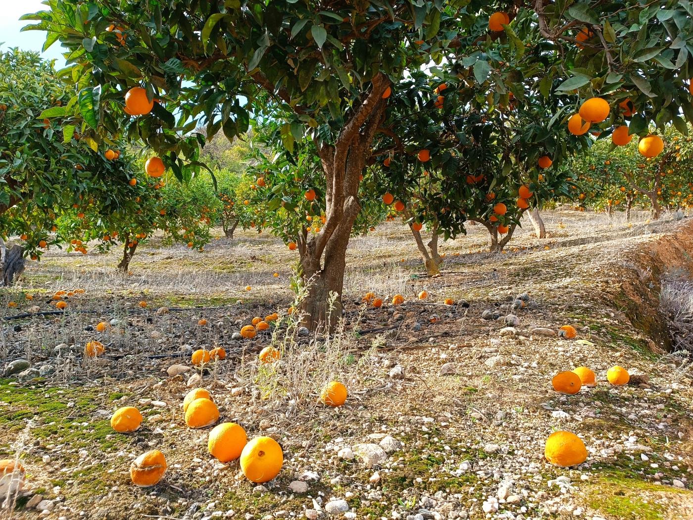 Orangenplantage mit kleiner Geräteschuppen in Restábal