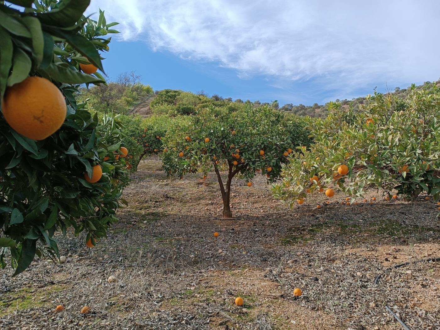 Verger d'orangers avec une petite remise à outils à Restábal