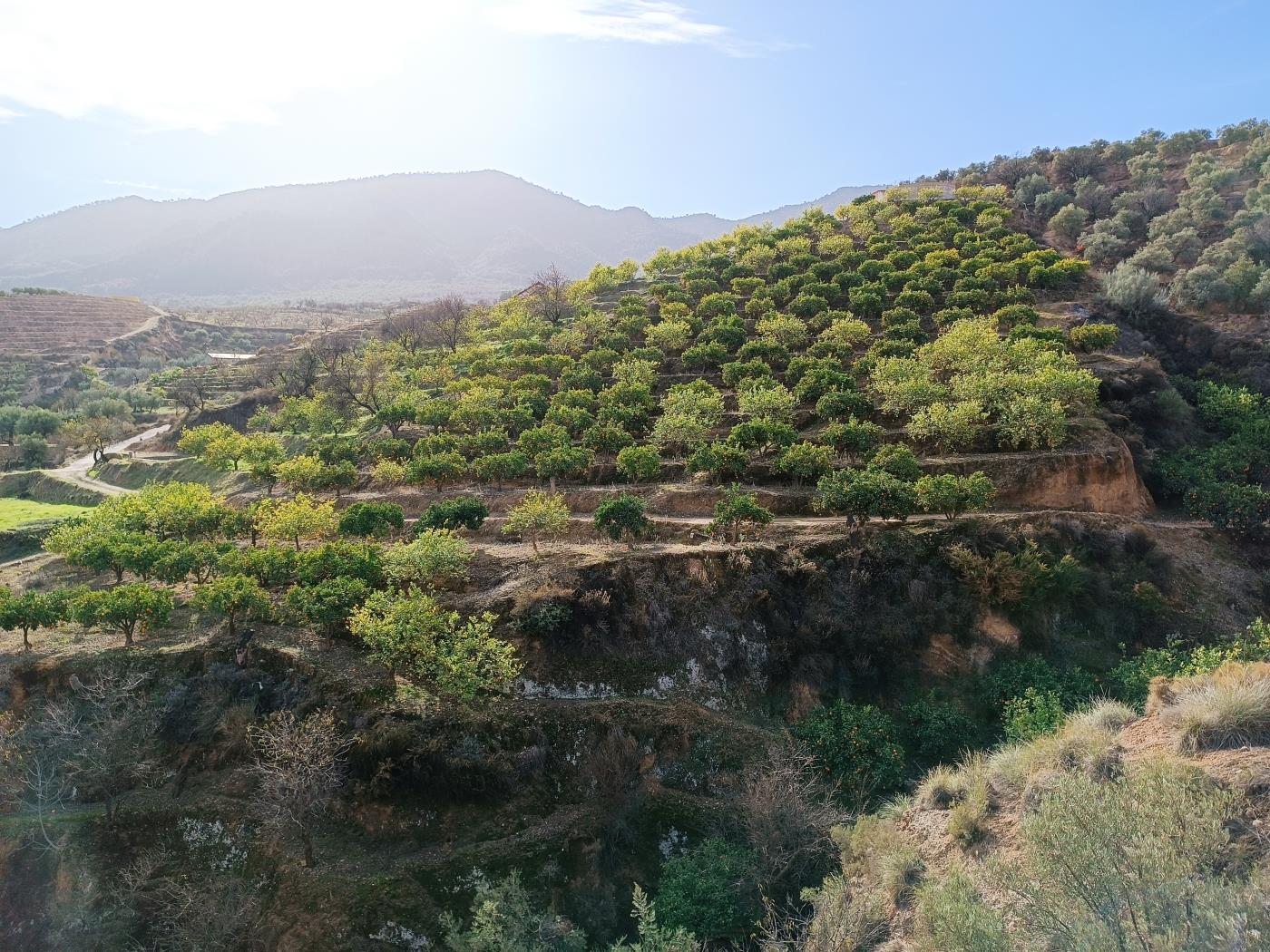 Orange grove with a small toolshed in Restábal