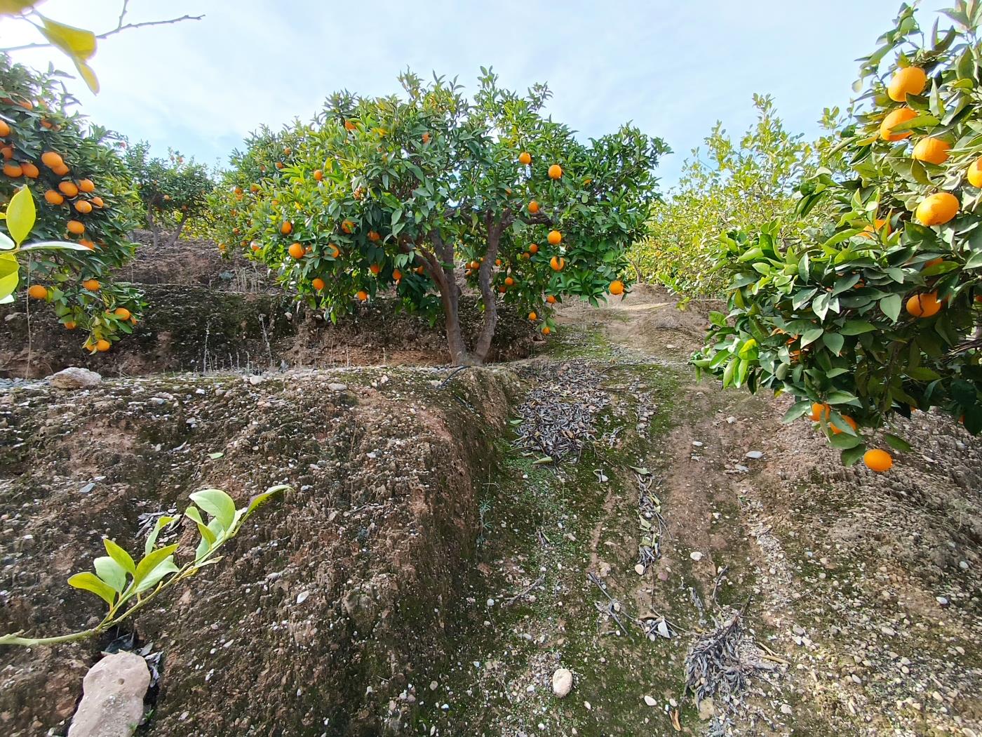 Orangenplantage mit kleiner Geräteschuppen in Restábal