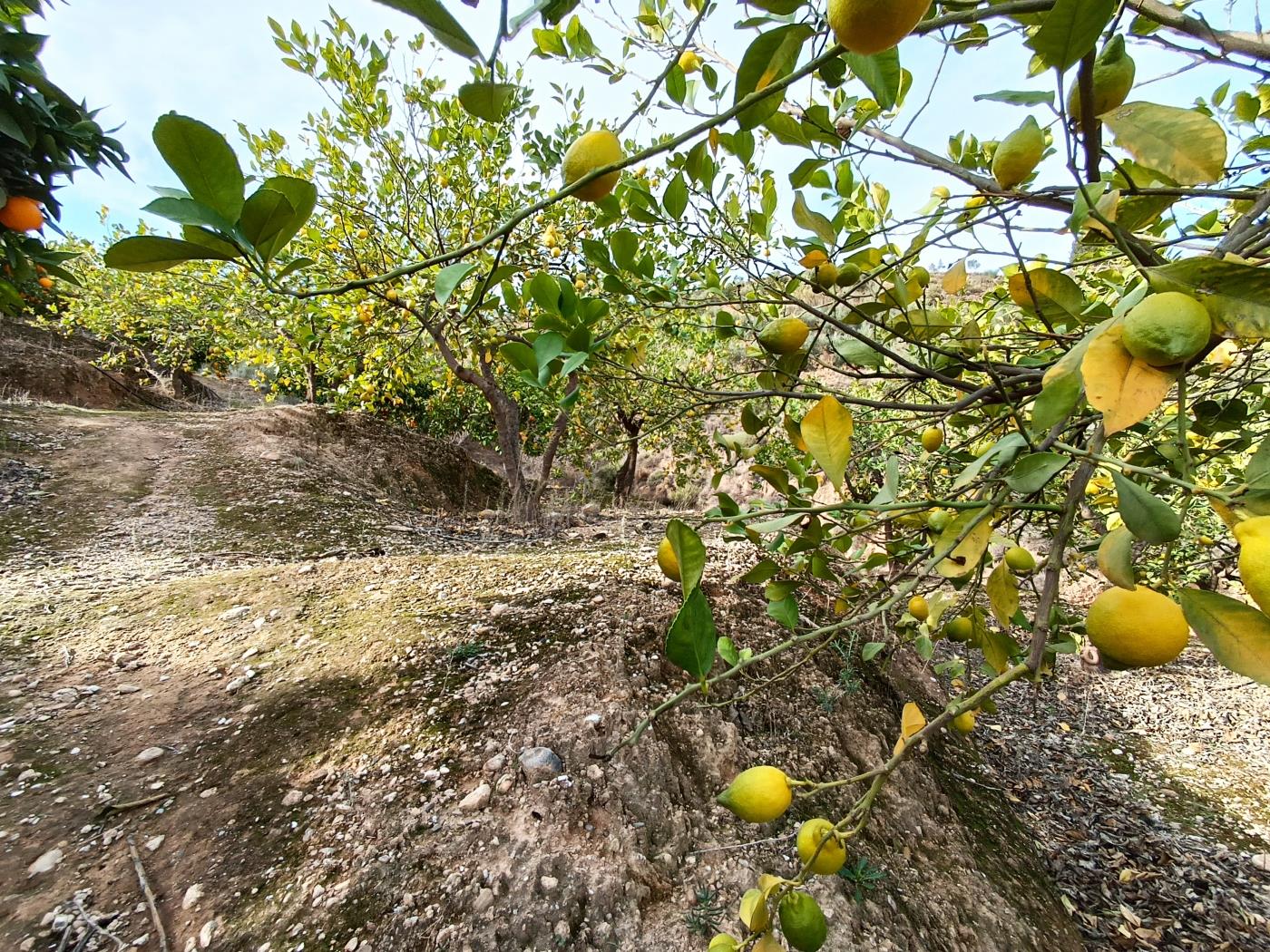 Orange grove with a small toolshed in Restábal