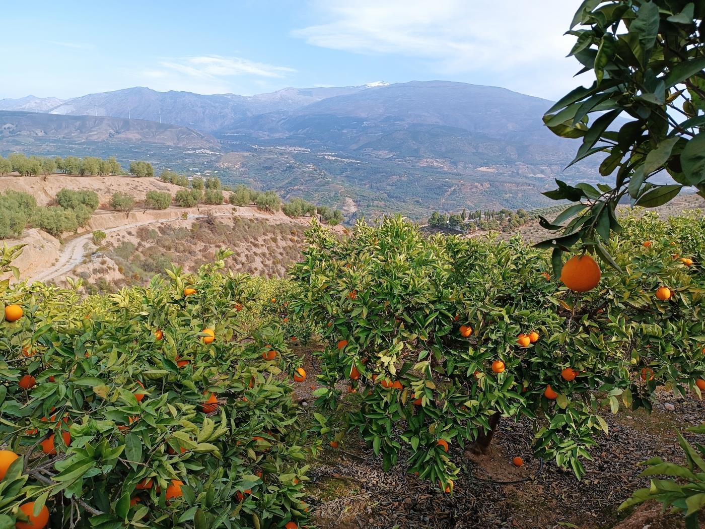 Verger d'orangers avec une petite remise à outils à Restábal