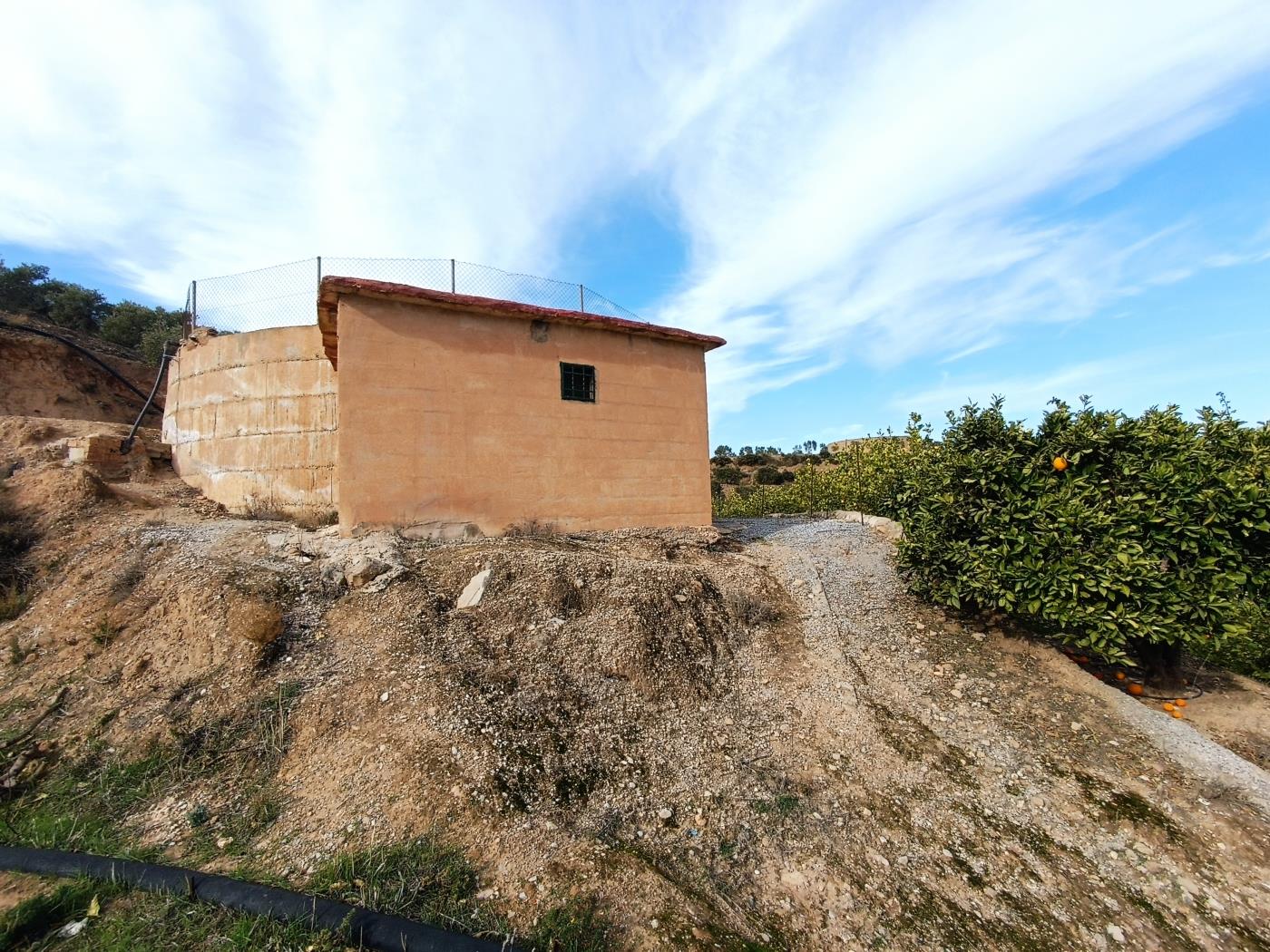 Orange grove with a small toolshed in Restábal