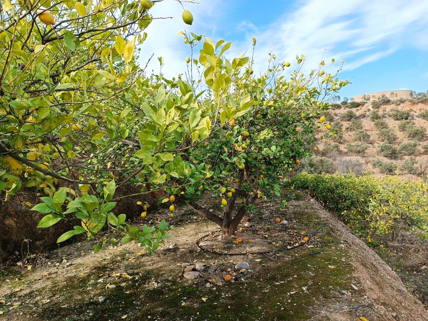 Orangenplantage mit kleiner Geräteschuppen in Restábal