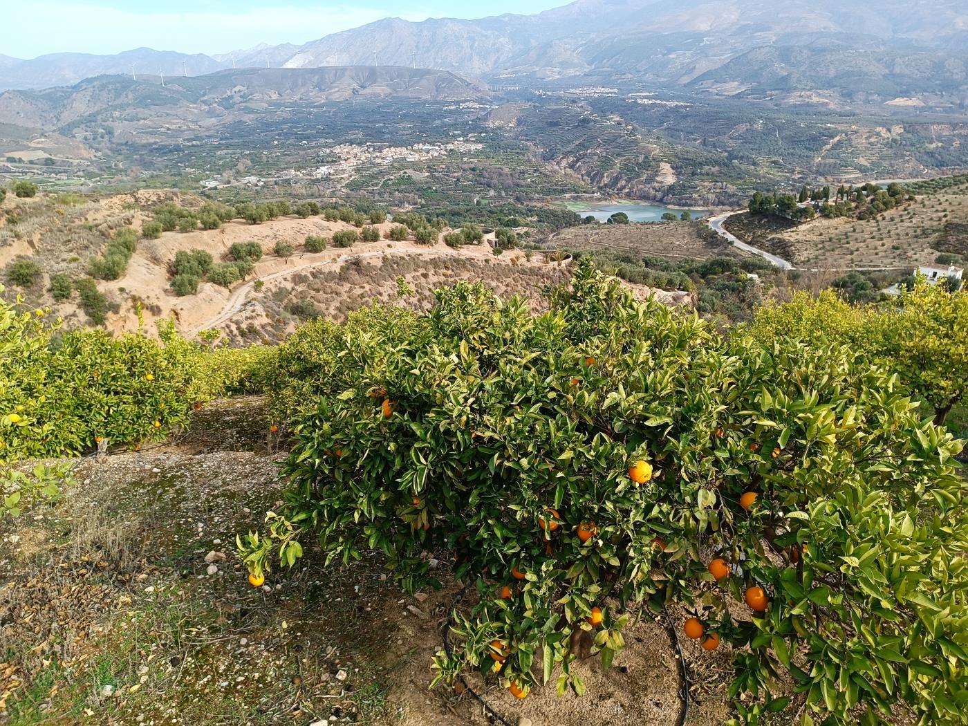 Orangenplantage mit kleiner Geräteschuppen in Restábal