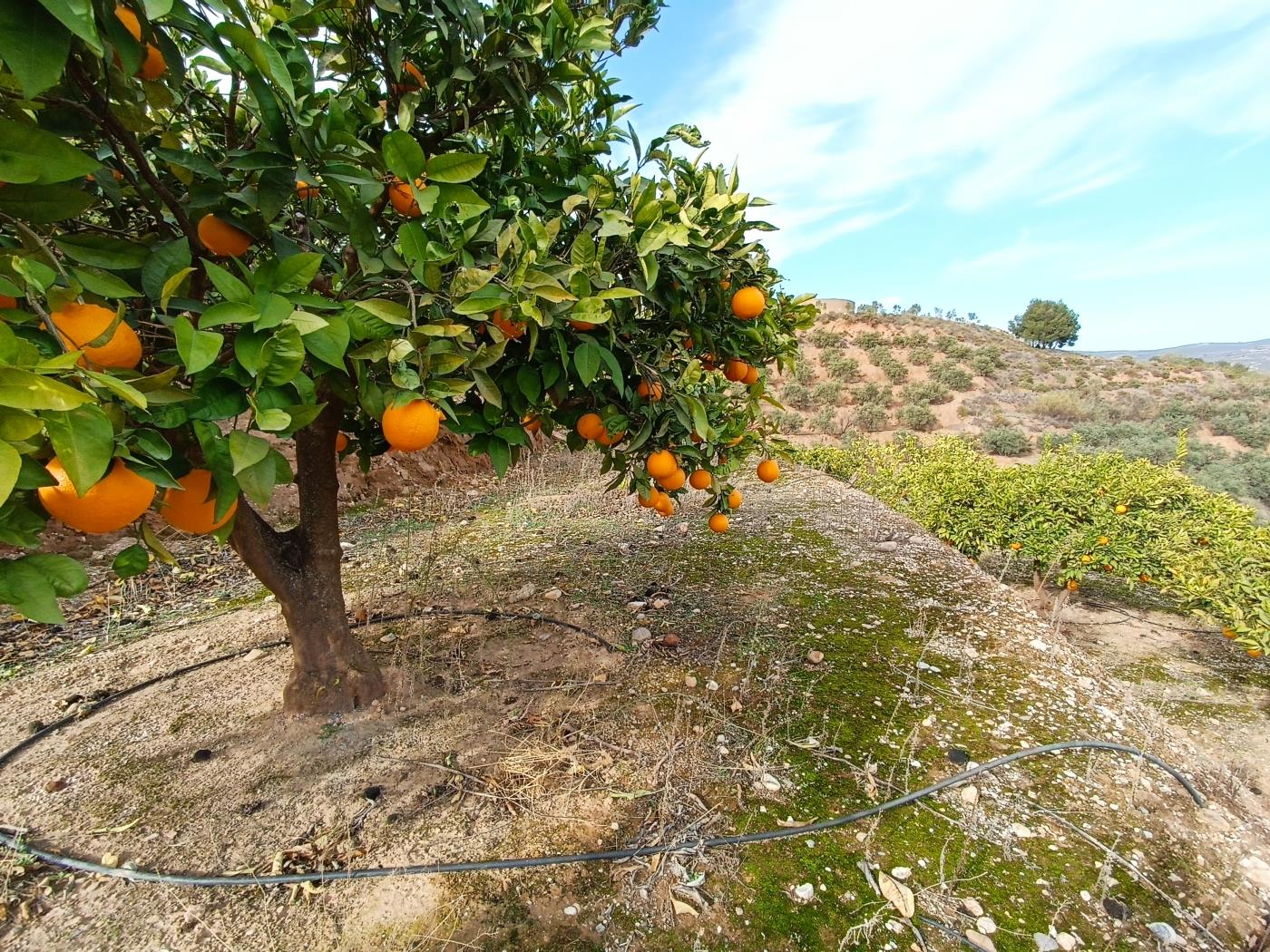 Orangenplantage mit kleiner Geräteschuppen in Restábal