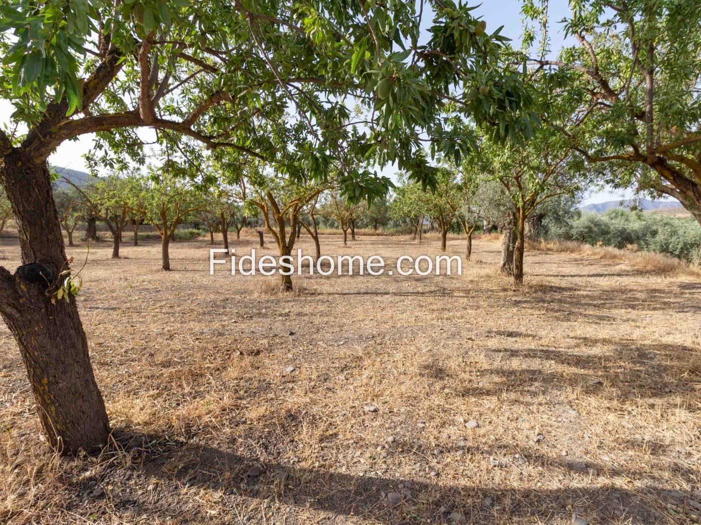 Finca de recreo en la Vega de Nigüelas en Nigüelas