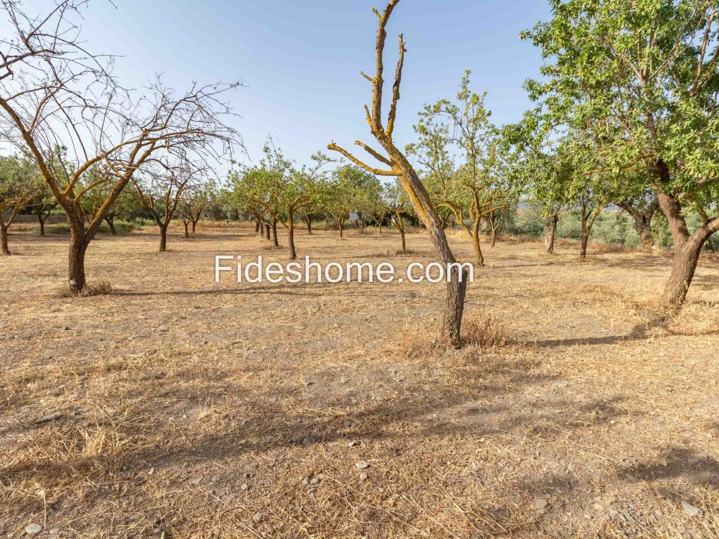 Finca de recreo en la Vega de Nigüelas en Nigüelas